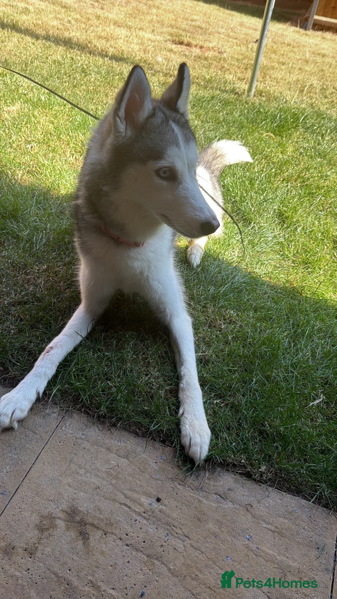 Siberian Husky dogs for sale: Female Siberian Husky  - Advert 2