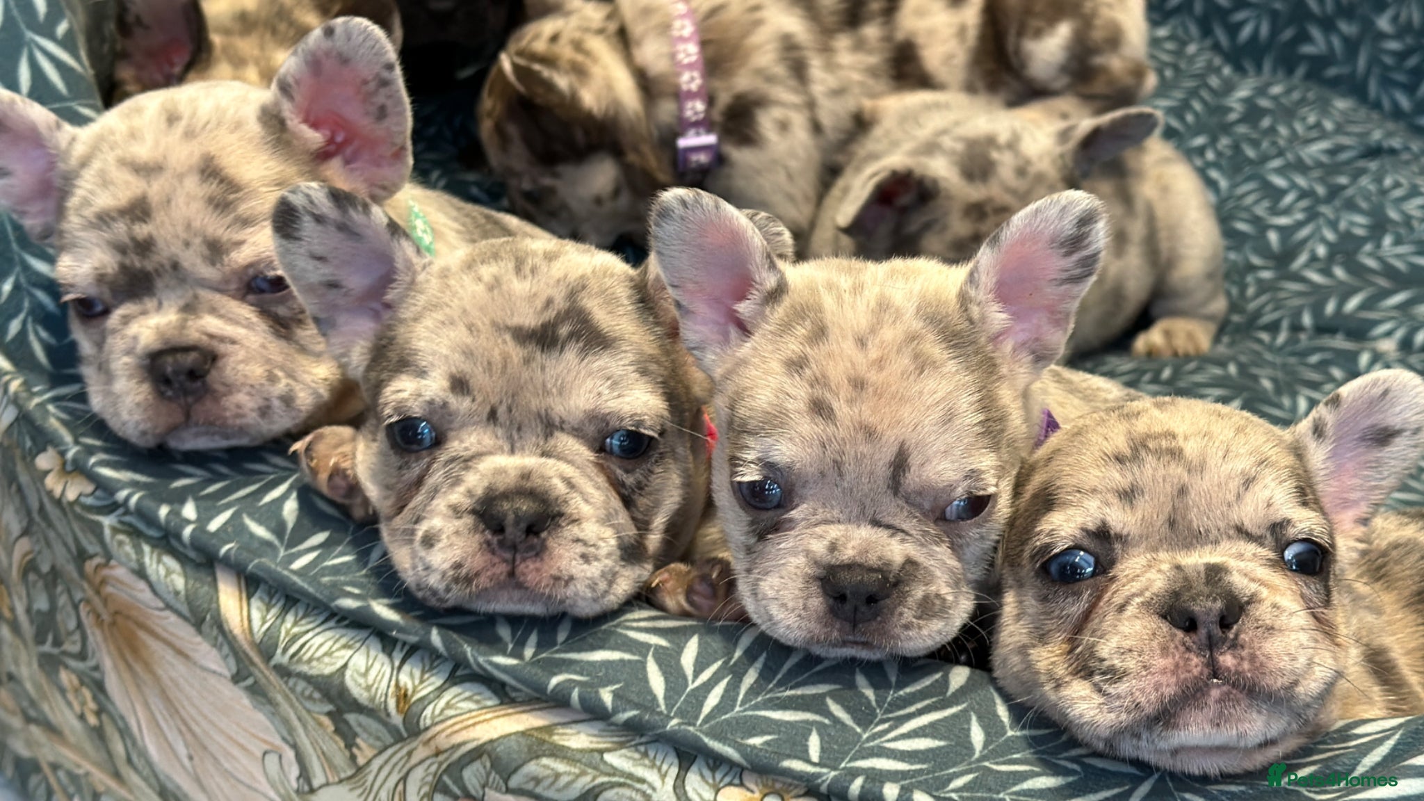 French Bulldog dogs Incredible blue eyes. 7 Merle 1 black. Best on net - Advert 16