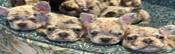 French Bulldog dogs for sale: Reduced to £1250. 1 boy 2 girls left - Advert 13