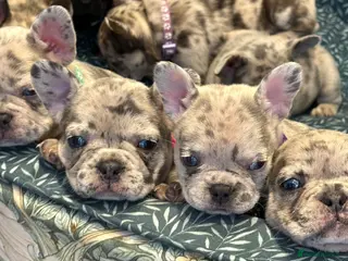 French Bulldog dogs Incredible blue eyes. 7 Merle 1 black. Best on net - Advert 13