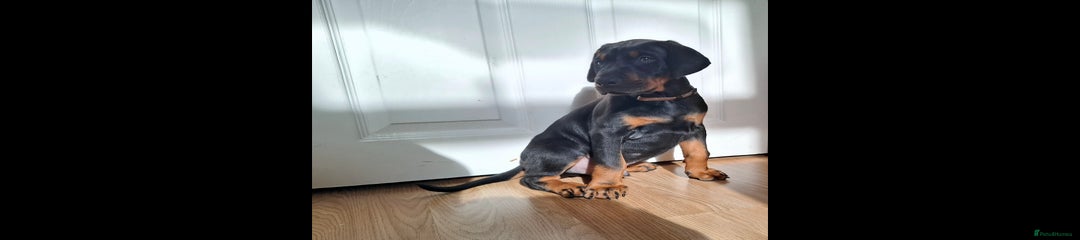 Dobermann Brown Boy