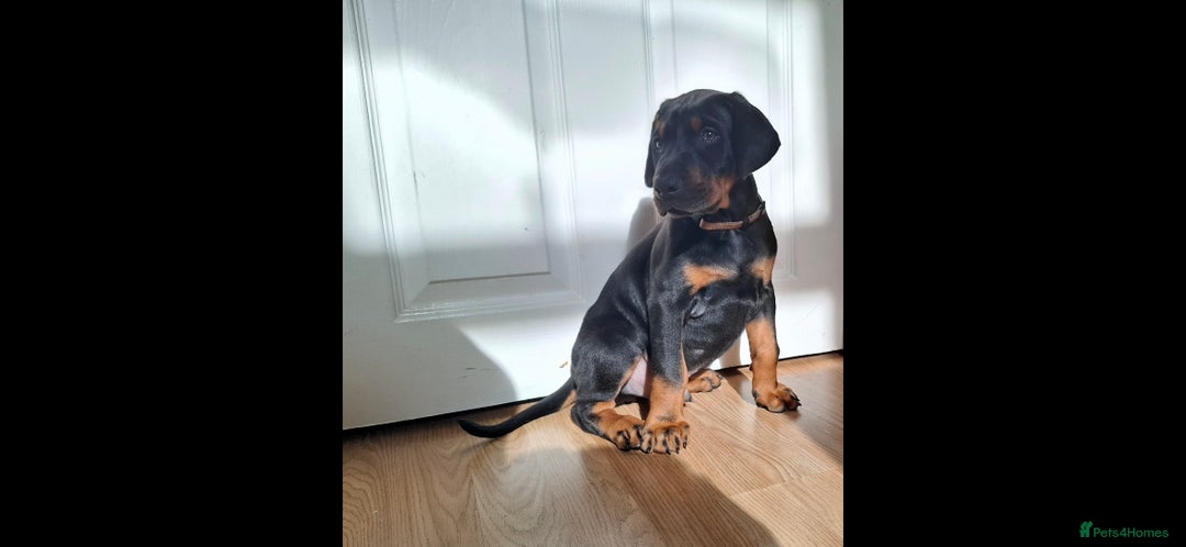 Dobermann dogs for sale: Beautiful Doberman puppies 3 boys 3 girls for sale - Image 12