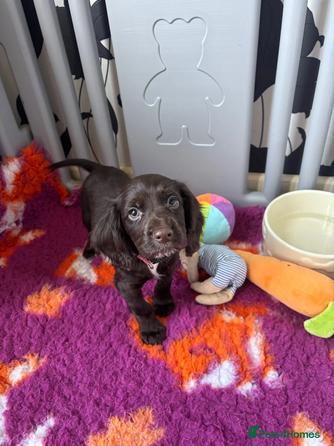Cocker Spaniel dogs for sale: Cocker spaniel puppy - Advert 2