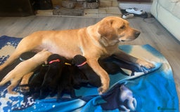 Labrador Retriever dogs for sale: Labrador puppys - Image 3