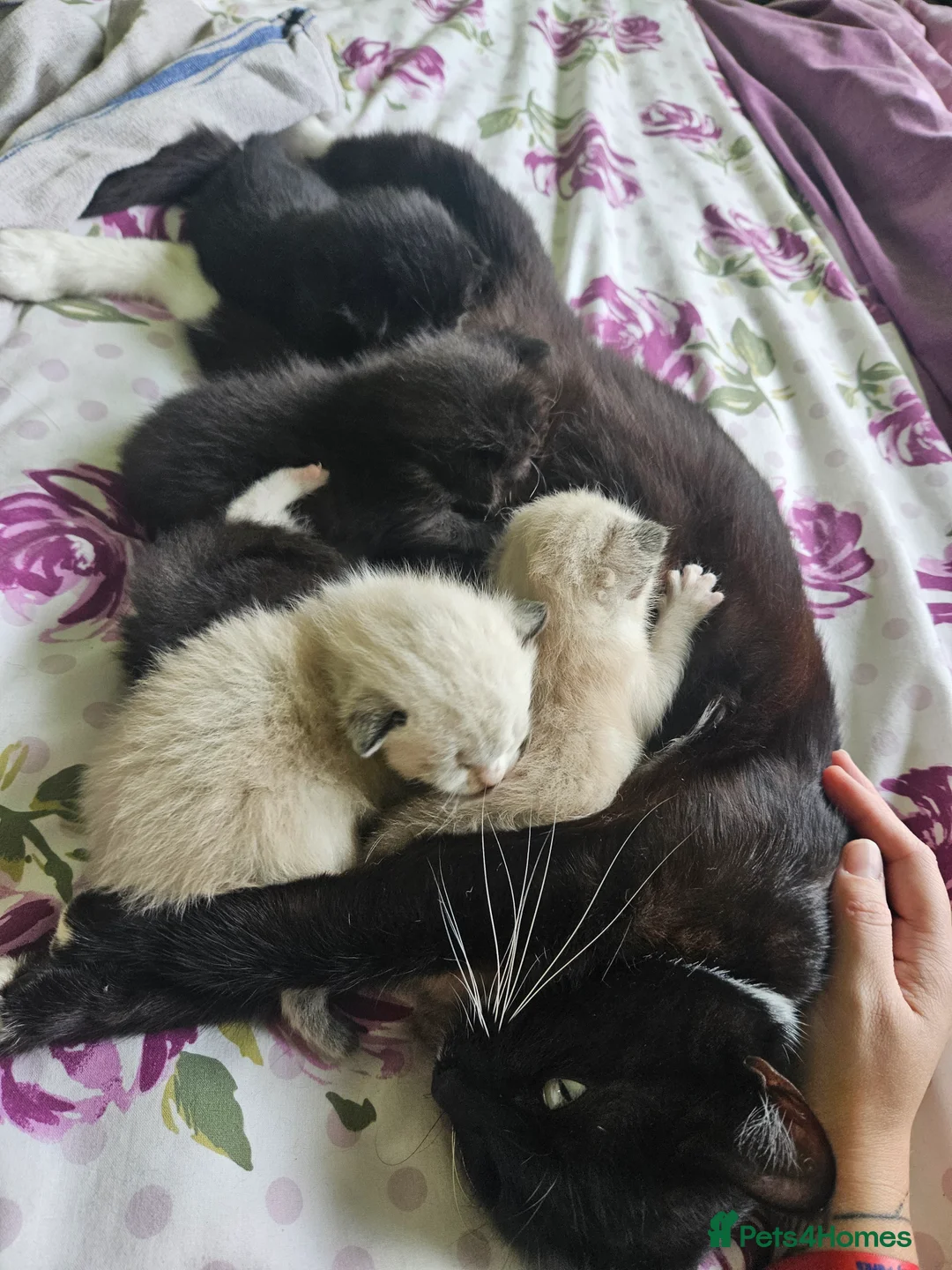 British Shorthair cats for sale: 5 Beautiful fluffy kittens for sale - Advert 3