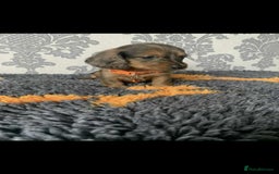 Miniature Dachshund dogs for sale: Kc miniature dachshund  - Image 18