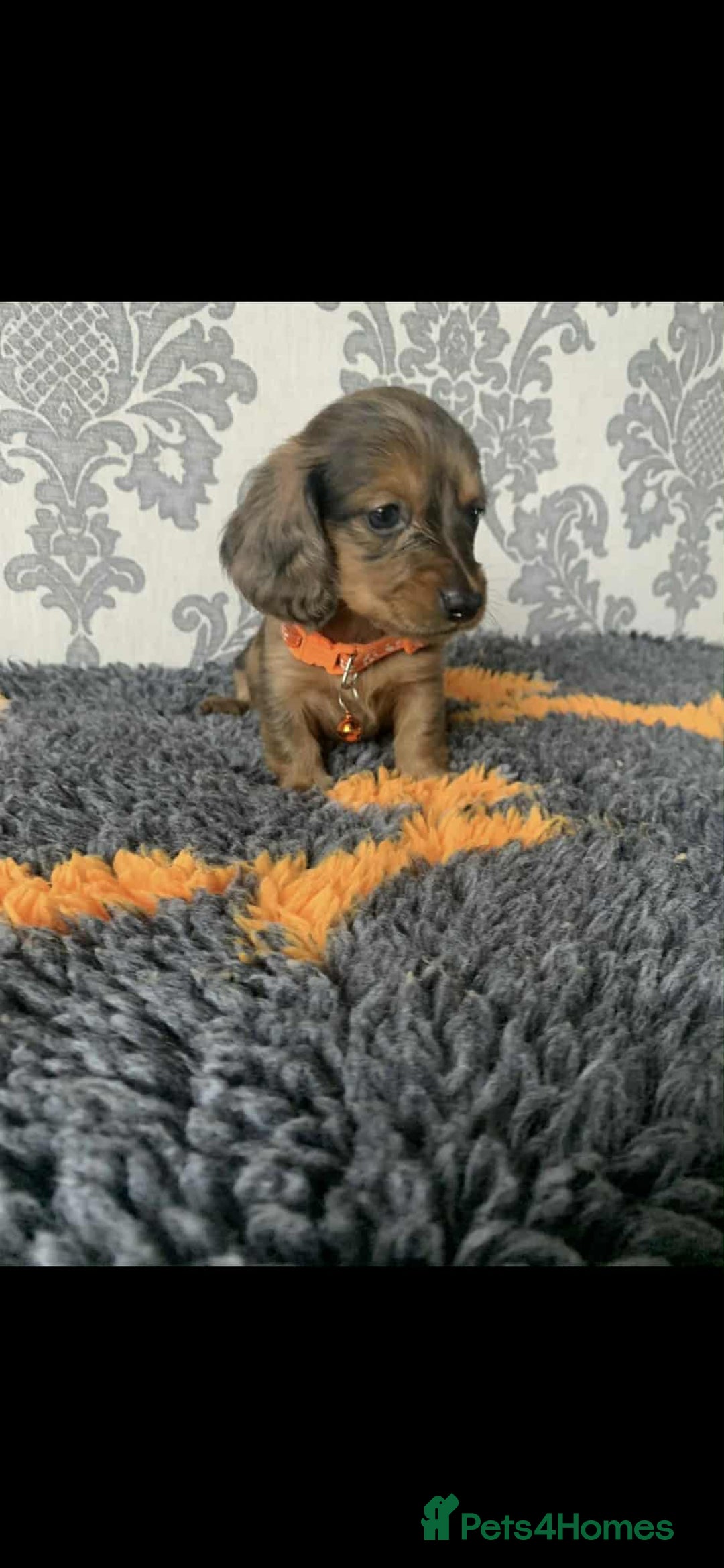 Miniature Dachshund dogs for sale: Kc miniature dachshund  - Image 18