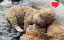 Poochon dogs for sale: 🐾 Adorable F1b Poochon Puppies - Ready November🐾 - Image 36