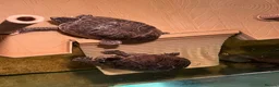 Turtle reptiles for sale: 2 musk turtles  in Newark - Advert 4