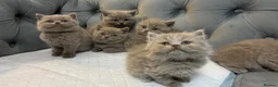British Shorthair cats for sale: BRITISH SHORTHAIR 🩶 LILAC KITTENS - READY SOON  - Advert 6