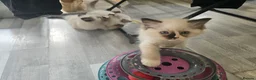 Ragdoll cats for sale: Beautiful Ragdoll kittens, full pedigree  - Advert 9