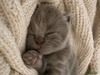 British Shorthair cats Champion GCCF British Shorthair Kittens - Advert 7