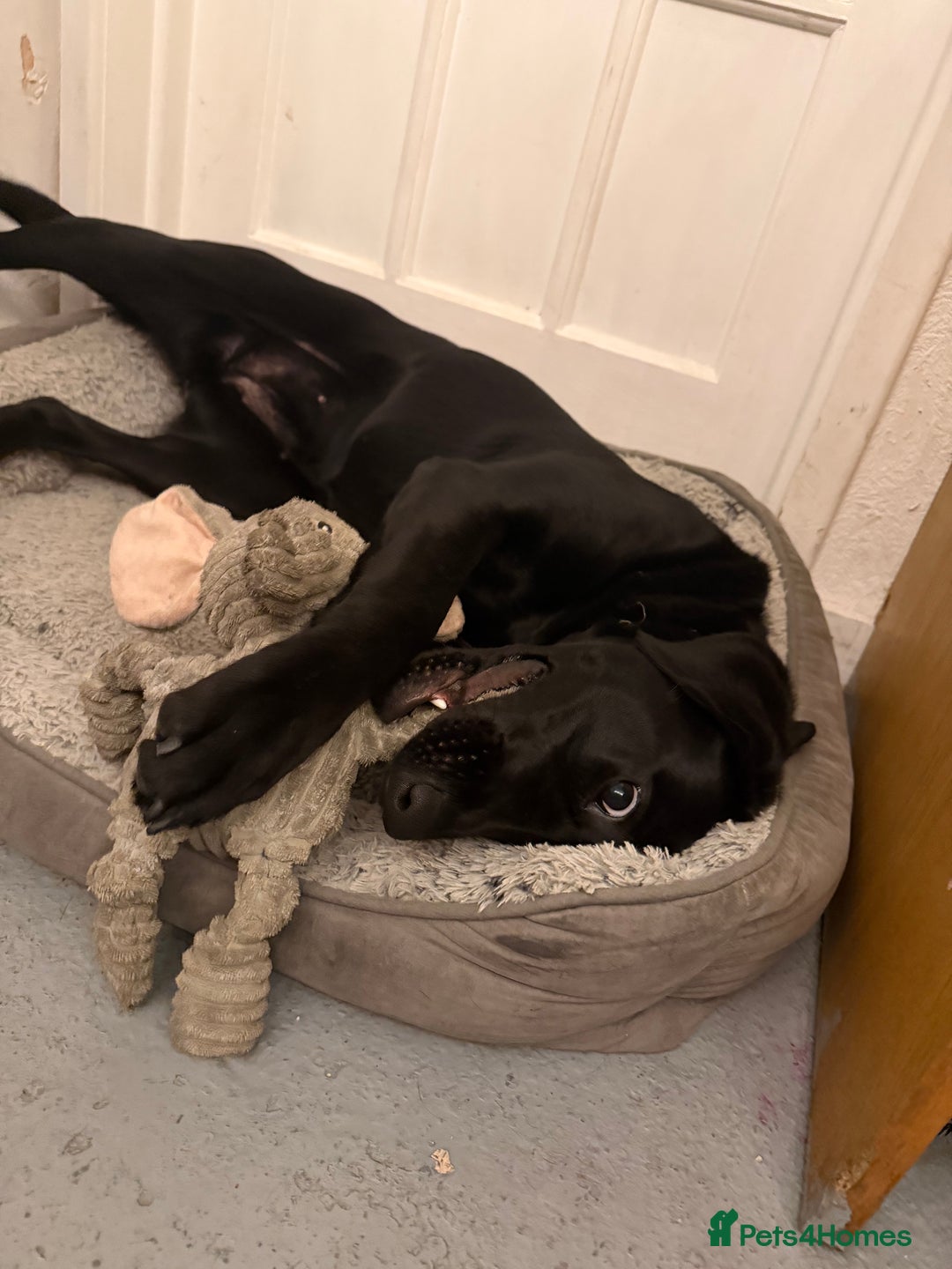 Labrador Retriever dogs for sale: Pepper - Advert 1