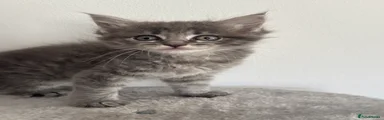 Maine Coon 2