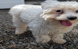 Mixed Breed dogs for adoption: Max - In Ayr Looking for a home  - Image 3