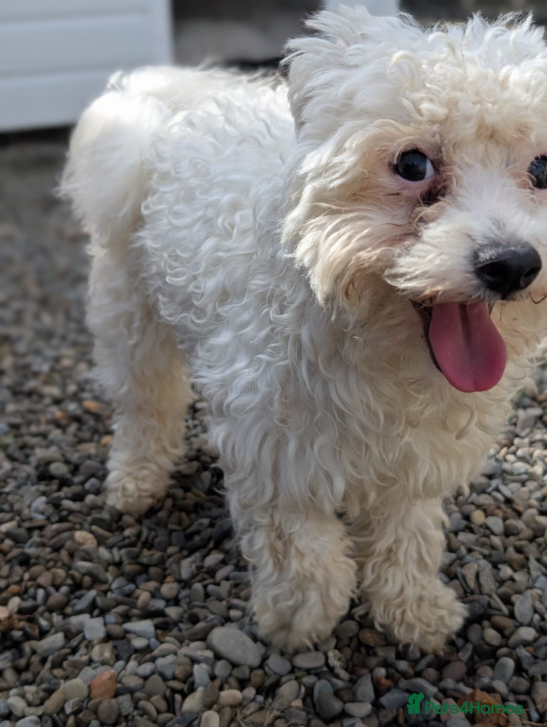 Mixed Breed dogs for adoption: Max - In Ayr Looking for a home  - Image 3