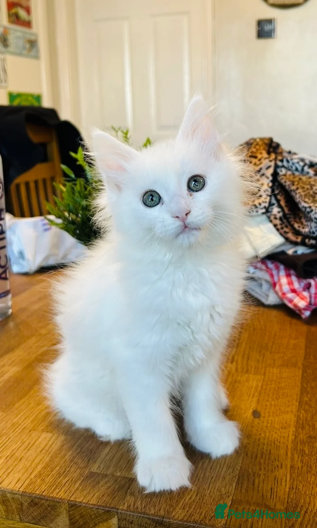 Maine Coon cats for sale: MAINE COON KITTENS FOR SALE - SOME POLYDACTYL  - Advert 2