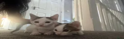 Mixed Breed cats for sale: Litter of lovely kittens - Advert 9