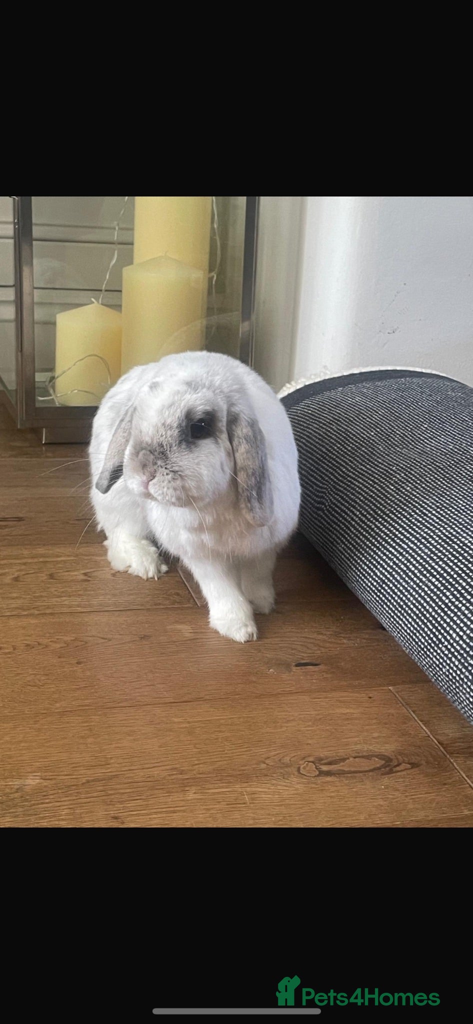 Mini Lop rabbits Pair of 3 year-old mini-lops (baby/child friendly) - Advert 2