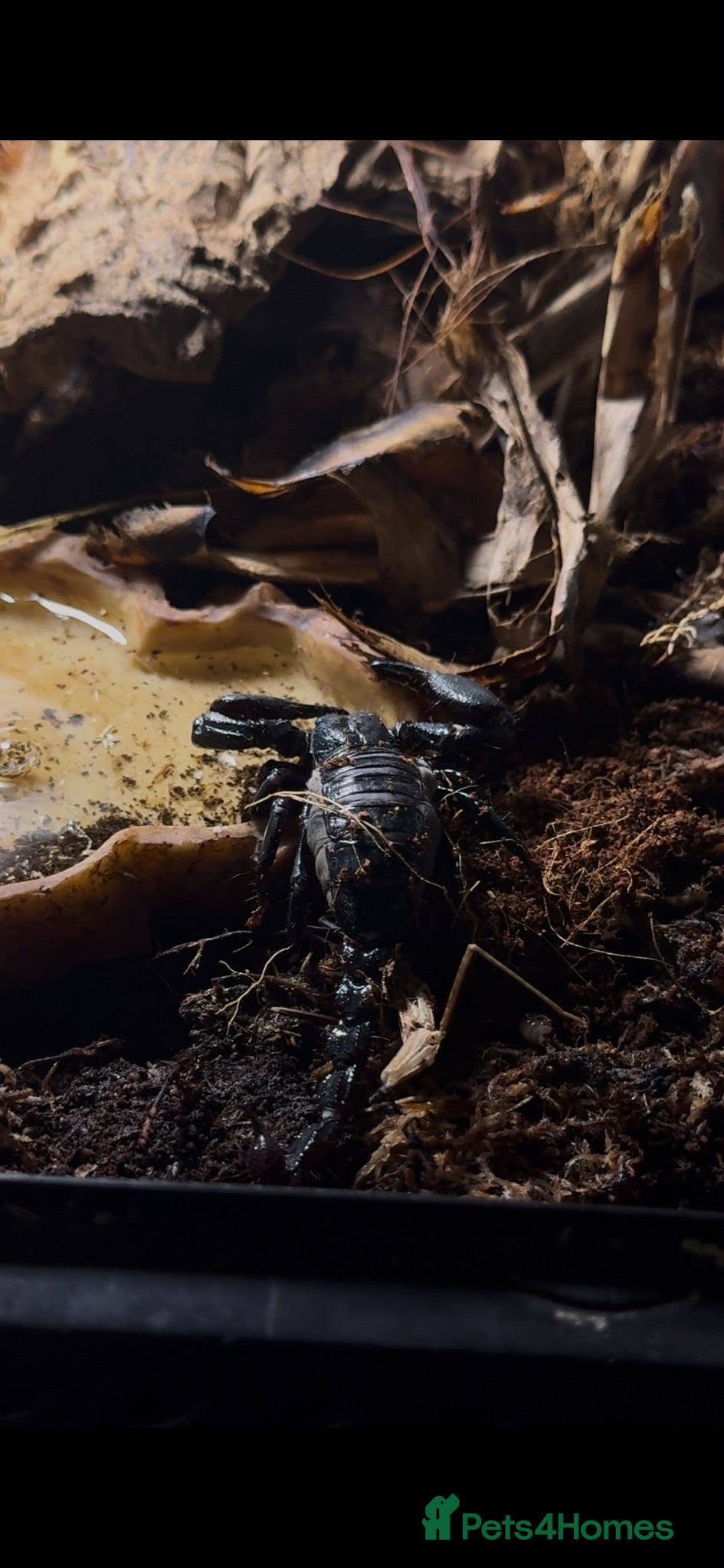 Mixed Breed reptiles Scorpion with full set up  - Advert 4