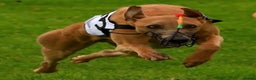 Whippet dogs for stud: Kc reg fully health tested proven stud - Advert 4