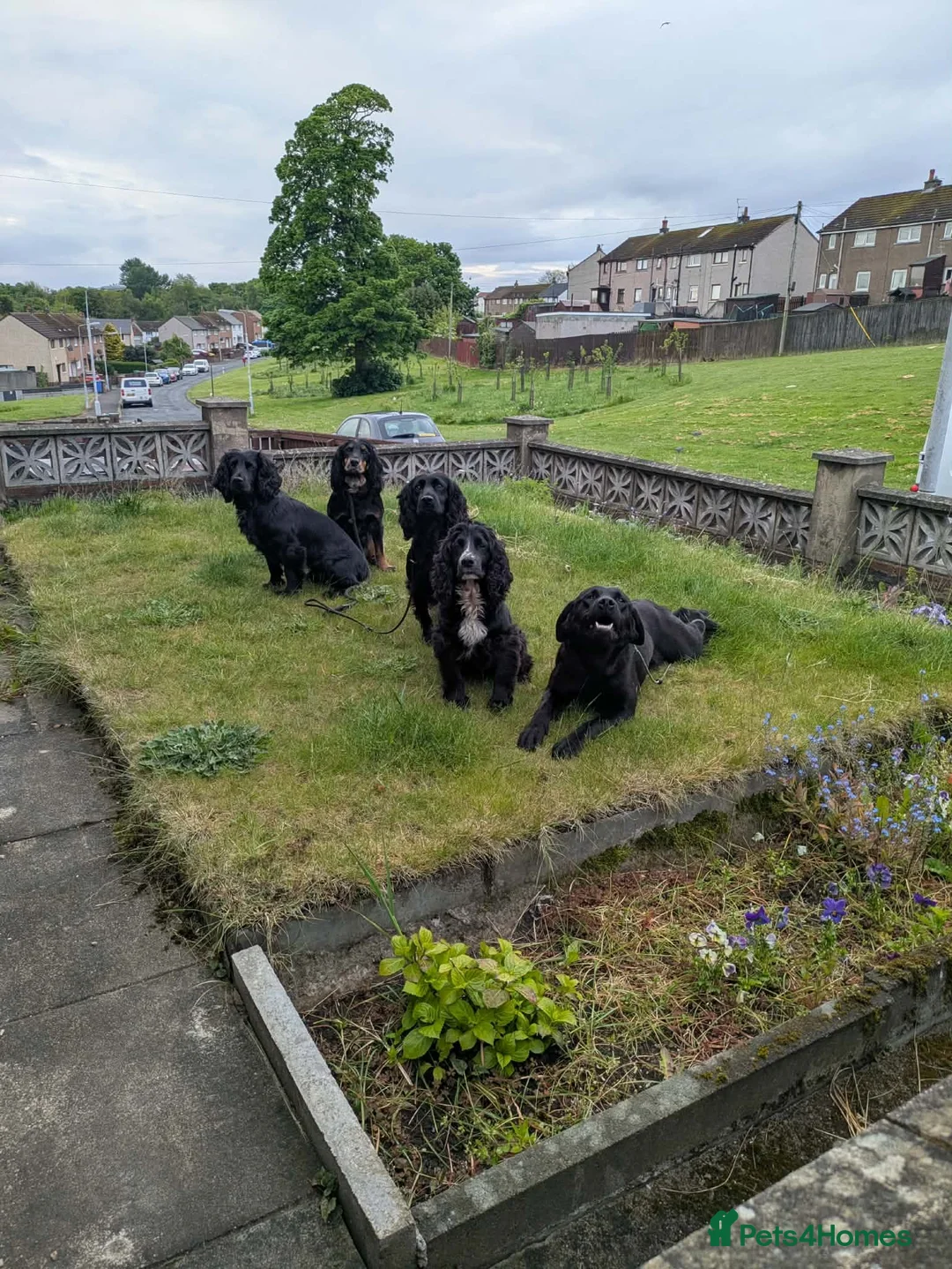 Labrador Retriever dogs for sale: Non KC working lab  - Advert 3