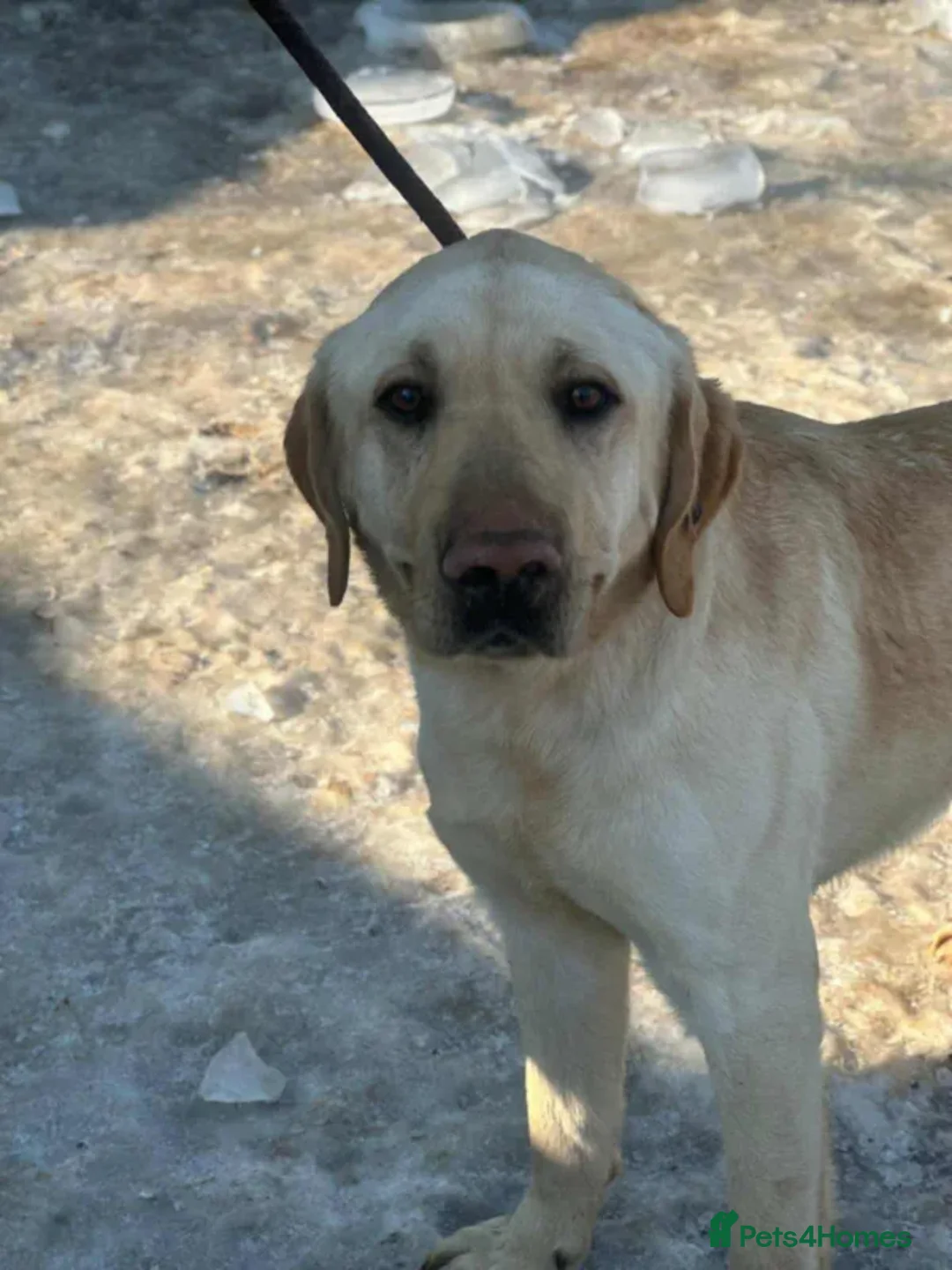 Labrador Retriever dogs for adoption: Mason - Advert 2