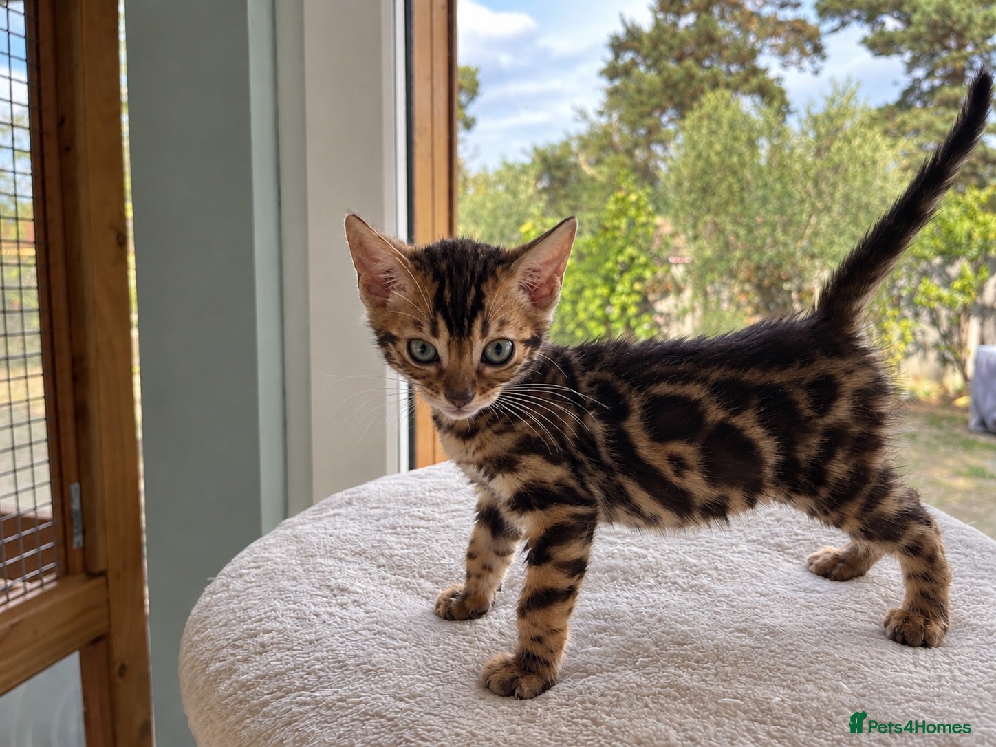 Bengal cats 3 TICA BENGAL BOYS – BROWN ROSETTED MALES – £800 - Advert 1