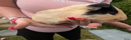 Guinea Pig rodents for sale: Boy guinea pigs  - Advert 3