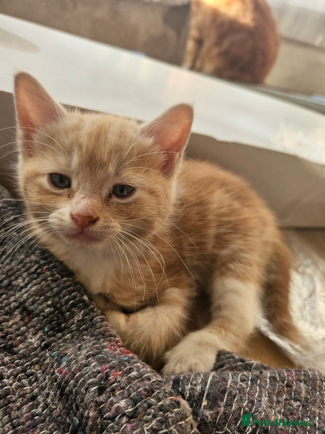 Mixed Breed cats for sale: Georous ginger female tabbies, grey tabby, torties - Advert 6