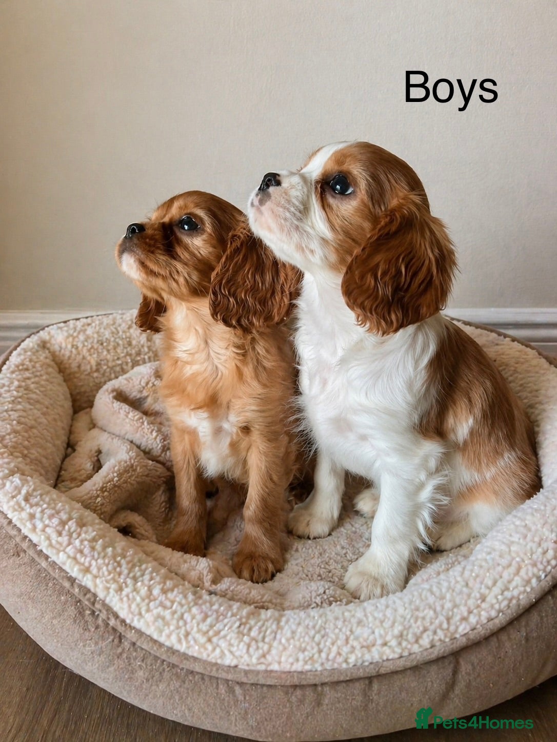 Cavalier King Charles Spaniel dogs Beautiful cavalier - Advert 4