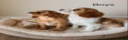 Cavalier King Charles Spaniel dogs for sale: Beautiful cavalier - Advert 1