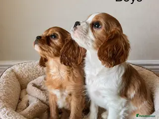 Cavalier King Charles Spaniel dogs Beautiful cavalier - Advert 4