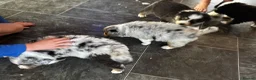 Australian Shepherd dogs for sale: Fully health tested KC registered showline Aussies - Advert 9