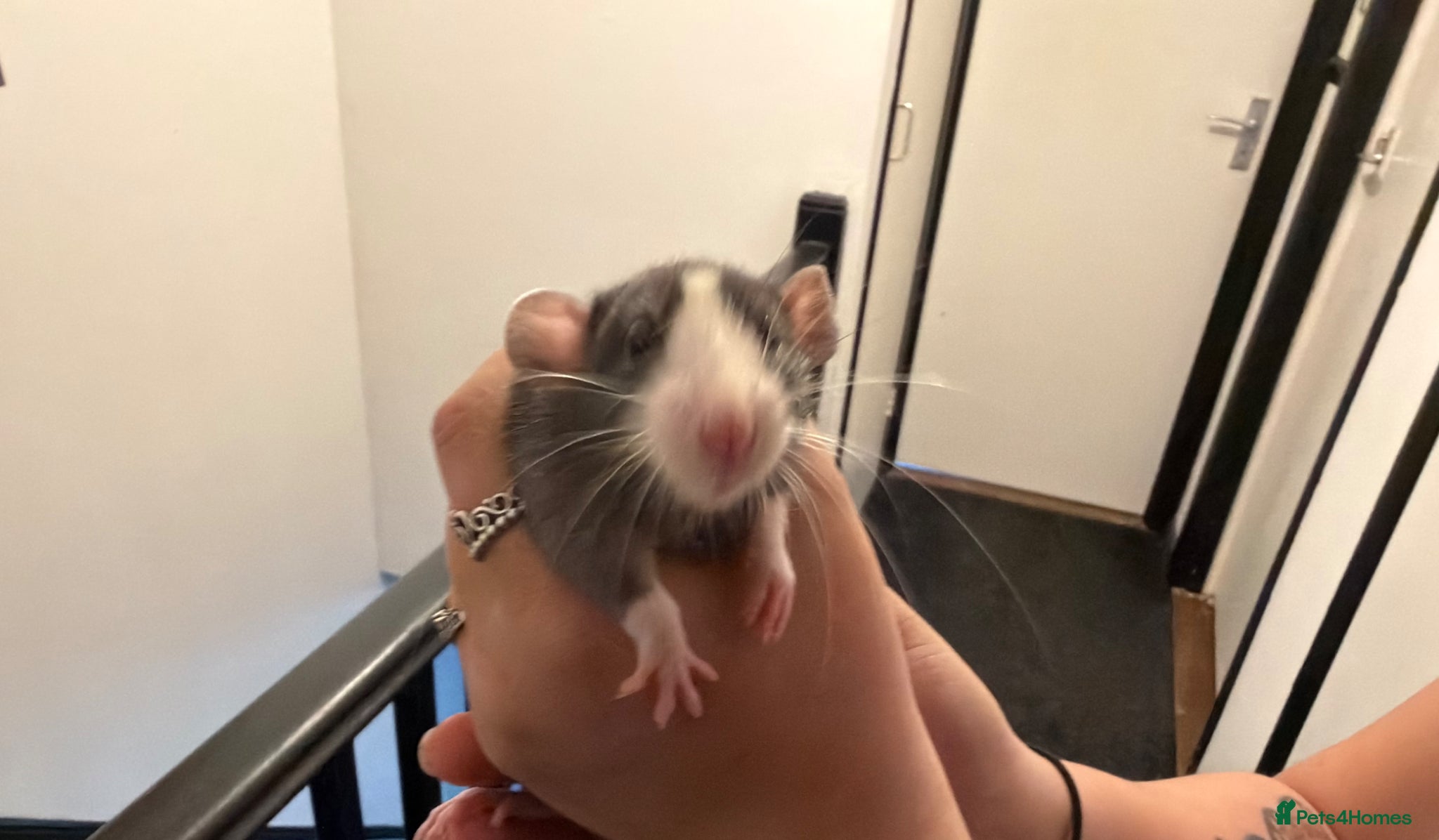Rat rodents 5 Boys and 2 girls left  - Advert 1