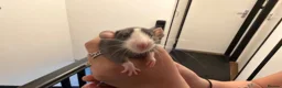 Rat rodents for sale: Adorable baby dumbo rats  - Advert 36