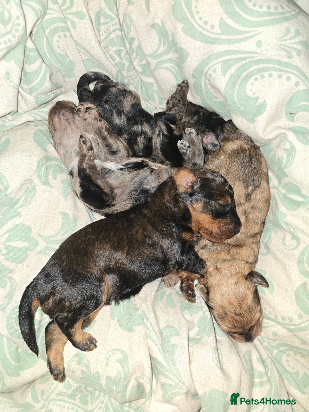 Miniature Poodle dogs for sale: Miniture poodles for sale 2 girls 2 boys - Advert 1