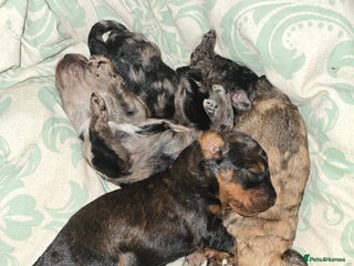 Miniature Poodle dogs Miniture poodles for sale 2 girls 2 boys - Advert 1