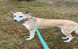 Canaan Dog dogs for adoption: Sahara  - Advert 1