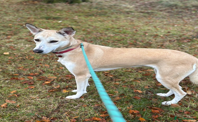 Canaan Dog dogs Sahara  - Advert 2