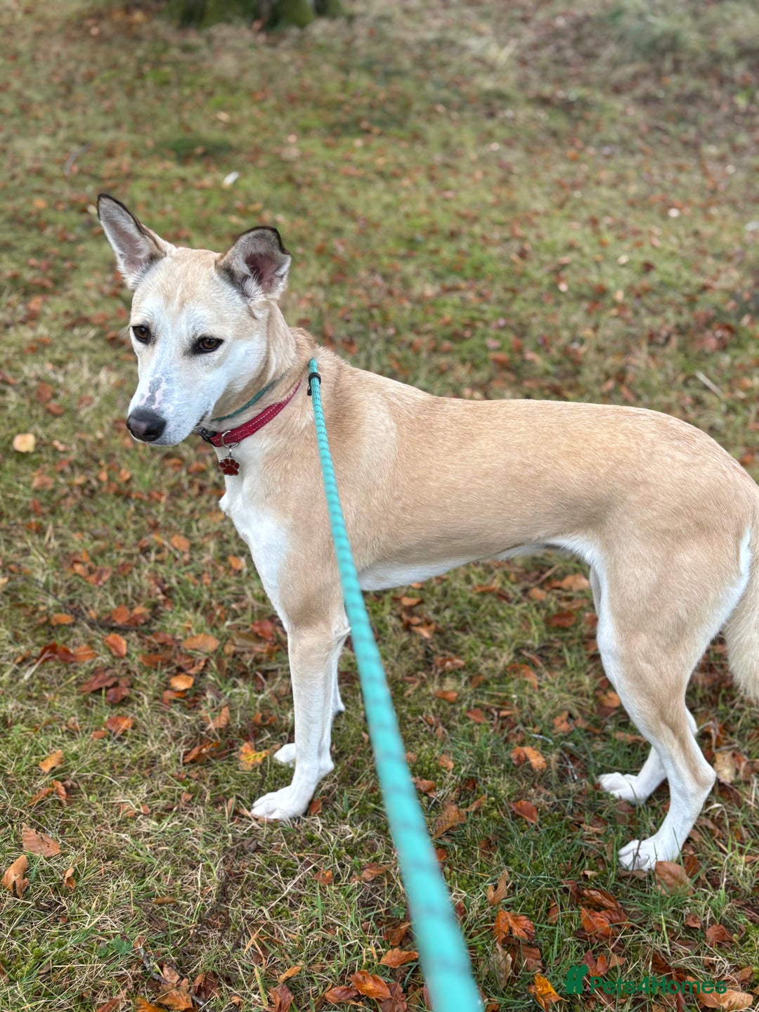 Canaan Dog dogs for adoption: Sahara  - Advert 1