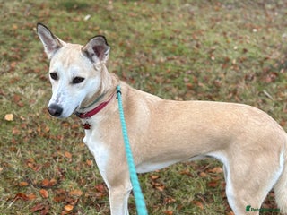 Canaan Dog dogs Sahara - Advert 2