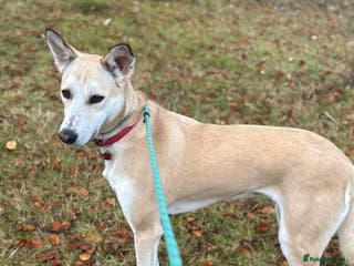 Canaan Dog dogs Sahara - Advert 5