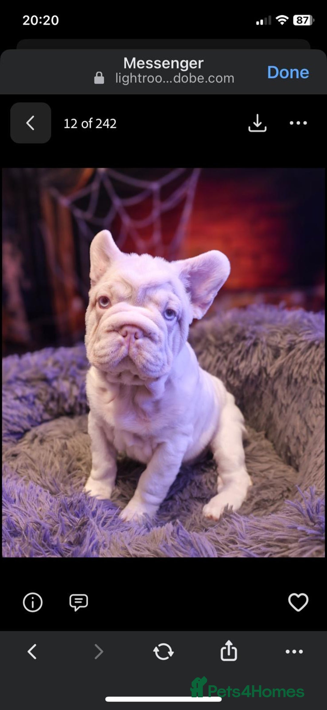 French Bulldog dogs for sale: Platinum Visual Pink French Bulldog Male - Advert 17