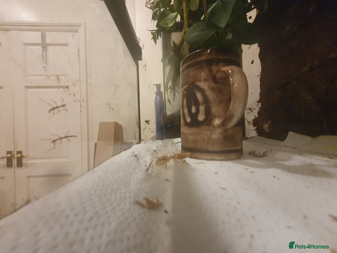 Stick Insects invertebrates for sale: Indian Stick Insect babies  - Advert 2