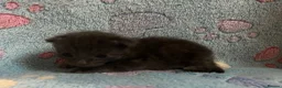 Mixed Breed cats for sale: Gorgeous Kittens For Sale - Advert 3
