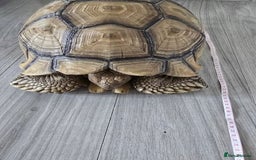 Tortoise reptiles for sale: Sulcata Tortoise Extremely Healthy - Image 3