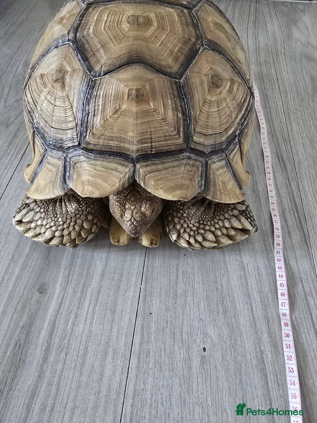 Tortoise reptiles for sale: Sulcata Tortoise Extremely Healthy - Image 3