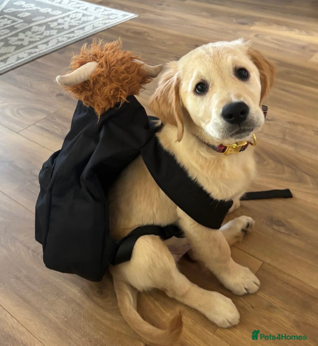 Golden Retriever dogs for sale: Best of Breed Golden Retrievers - Advert 31