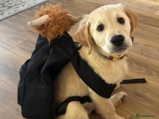 Golden Retriever dogs Best of Breed KC Golden Retrievers - Advert 1